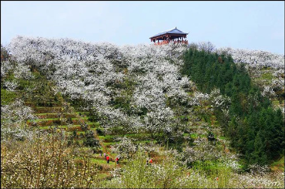 【春天,广西桂林灌阳县向您发出邀请!】我们在灌阳看梨花 - 游山玩水 - 大庆生活社区 - 大庆28生活网 dq.28life.com