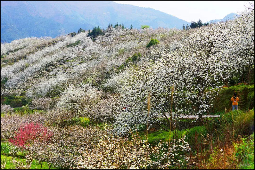 【春天,广西桂林灌阳县向您发出邀请!】我们在灌阳看梨花 - 游山玩水 - 大庆生活社区 - 大庆28生活网 dq.28life.com