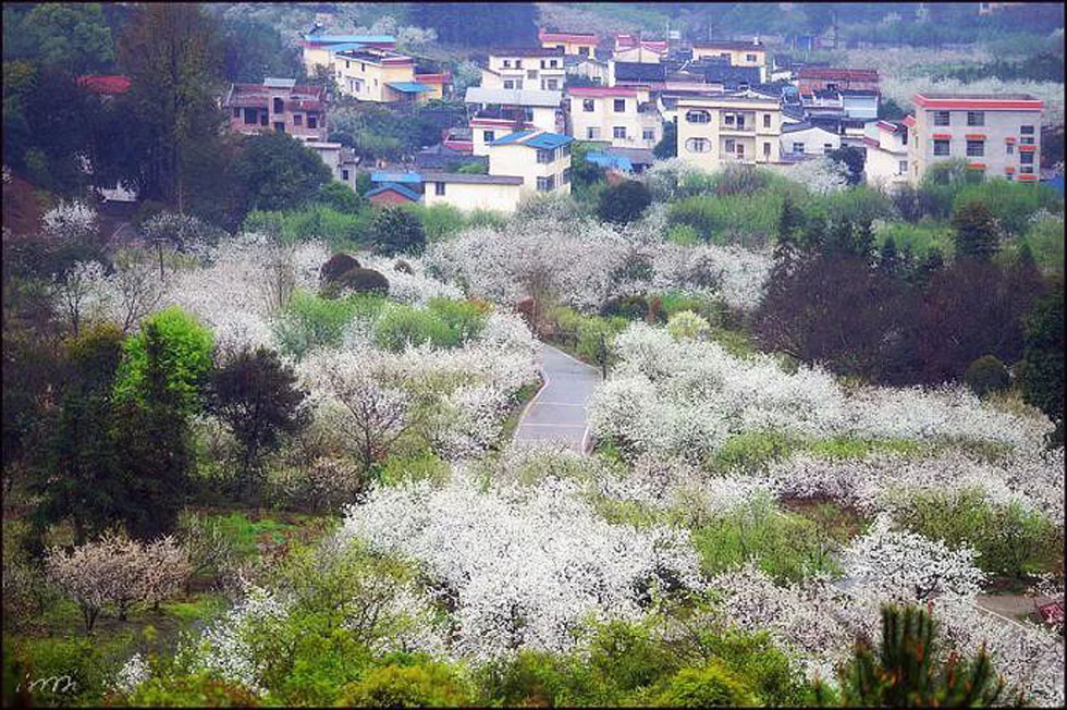 【春天,广西桂林灌阳县向您发出邀请!】我们在灌阳看梨花 - 游山玩水 - 大庆生活社区 - 大庆28生活网 dq.28life.com