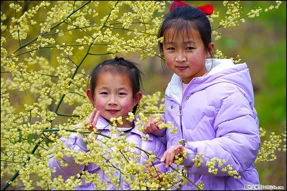 【春天,广西桂林灌阳县向您发出邀请!】米珠山前有片山苍子花在飘香 - 游山玩水 - 大庆生活社区 - 大庆28生活网 dq.28life.com