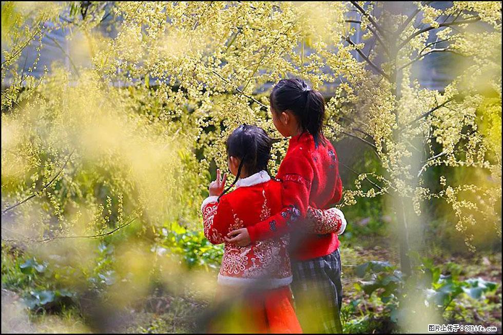 【春天,广西桂林灌阳县向您发出邀请!】米珠山前有片山苍子花在飘香 - 游山玩水 - 大庆生活社区 - 大庆28生活网 dq.28life.com