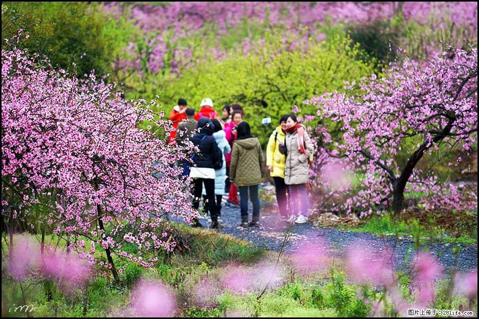 【春天,广西桂林灌阳县向您发出邀请!】官庄村有个醉美的桃花园 - 游山玩水 - 大庆生活社区 - 大庆28生活网 dq.28life.com