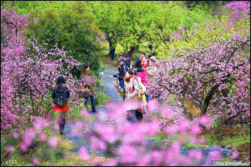 【春天,广西桂林灌阳县向您发出邀请!】官庄村有个醉美的桃花园 - 游山玩水 - 大庆生活社区 - 大庆28生活网 dq.28life.com