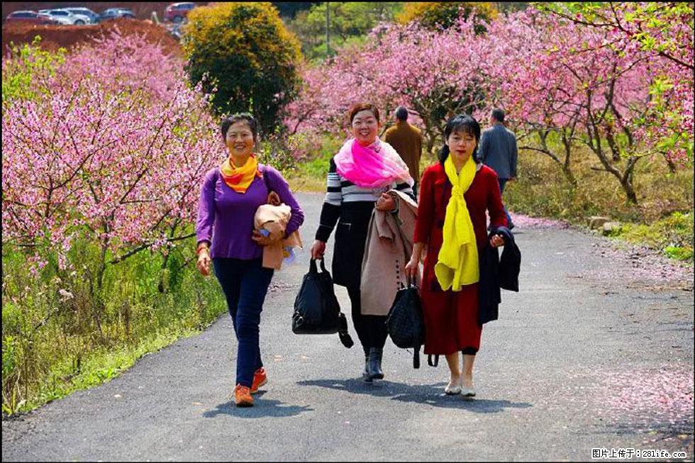 【春天,广西桂林灌阳县向您发出邀请!】官庄村有个醉美的桃花园 - 游山玩水 - 大庆生活社区 - 大庆28生活网 dq.28life.com