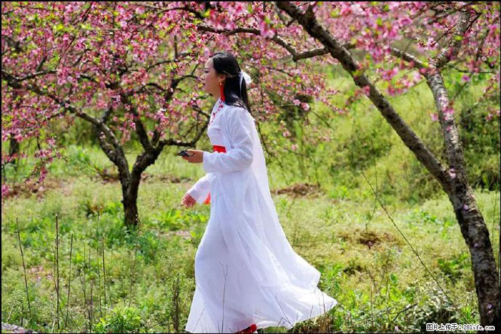 【春天,广西桂林灌阳县向您发出邀请!】官庄村有个醉美的桃花园 - 游山玩水 - 大庆生活社区 - 大庆28生活网 dq.28life.com