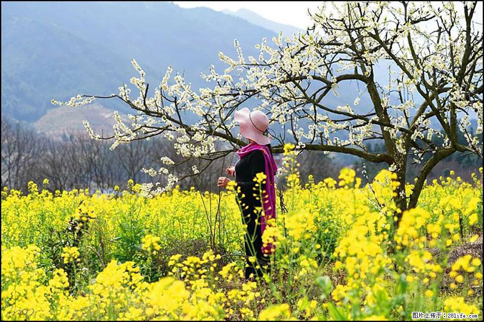 【春天,广西桂林灌阳县向您发出邀请!】长坪村油菜盛情花开 - 游山玩水 - 大庆生活社区 - 大庆28生活网 dq.28life.com
