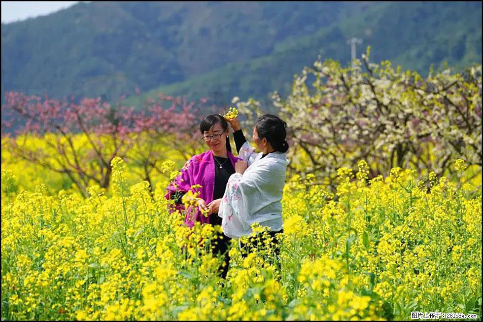 【春天,广西桂林灌阳县向您发出邀请!】长坪村油菜盛情花开 - 游山玩水 - 大庆生活社区 - 大庆28生活网 dq.28life.com