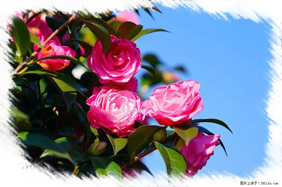 【春天,广西桂林灌阳县向您发出邀请!】杨柳井茶花惹人爱 - 游山玩水 - 大庆生活社区 - 大庆28生活网 dq.28life.com