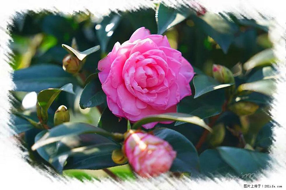 【春天,广西桂林灌阳县向您发出邀请!】杨柳井茶花惹人爱 - 游山玩水 - 大庆生活社区 - 大庆28生活网 dq.28life.com