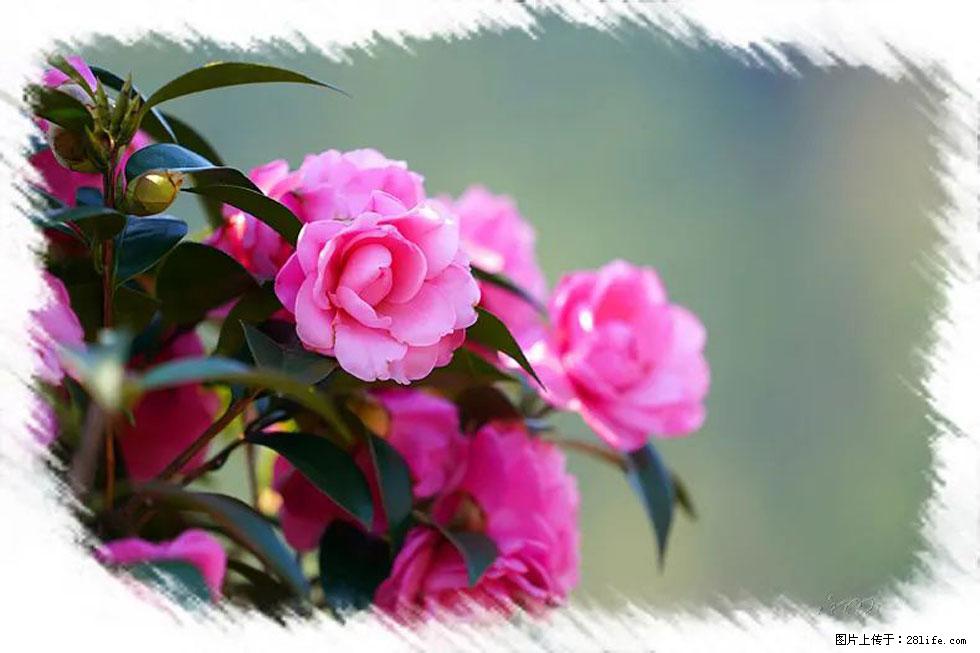 【春天,广西桂林灌阳县向您发出邀请!】杨柳井茶花惹人爱 - 游山玩水 - 大庆生活社区 - 大庆28生活网 dq.28life.com