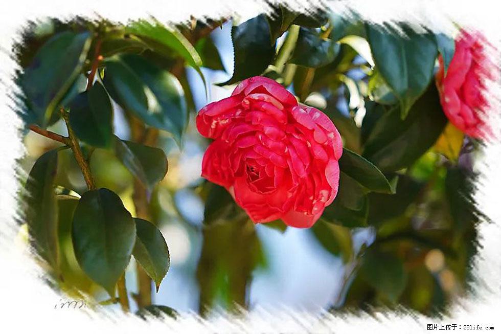 【春天,广西桂林灌阳县向您发出邀请!】杨柳井茶花惹人爱 - 游山玩水 - 大庆生活社区 - 大庆28生活网 dq.28life.com