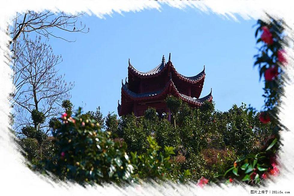 【春天,广西桂林灌阳县向您发出邀请!】杨柳井茶花惹人爱 - 游山玩水 - 大庆生活社区 - 大庆28生活网 dq.28life.com