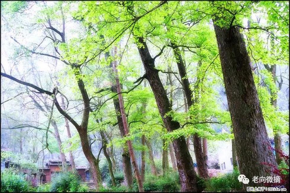 【春天,广西桂林灌阳县向您发出邀请!】在小龙村与春天约会 - 游山玩水 - 大庆生活社区 - 大庆28生活网 dq.28life.com