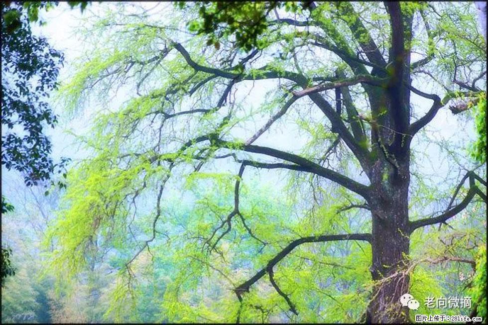 【春天,广西桂林灌阳县向您发出邀请!】在小龙村与春天约会 - 游山玩水 - 大庆生活社区 - 大庆28生活网 dq.28life.com