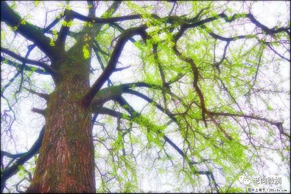 【春天,广西桂林灌阳县向您发出邀请!】在小龙村与春天约会 - 游山玩水 - 大庆生活社区 - 大庆28生活网 dq.28life.com