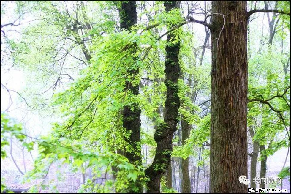 【春天,广西桂林灌阳县向您发出邀请!】在小龙村与春天约会 - 游山玩水 - 大庆生活社区 - 大庆28生活网 dq.28life.com