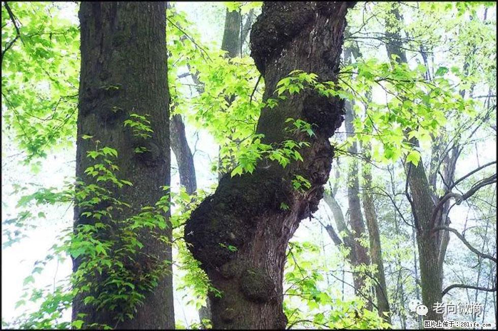 【春天,广西桂林灌阳县向您发出邀请!】在小龙村与春天约会 - 游山玩水 - 大庆生活社区 - 大庆28生活网 dq.28life.com