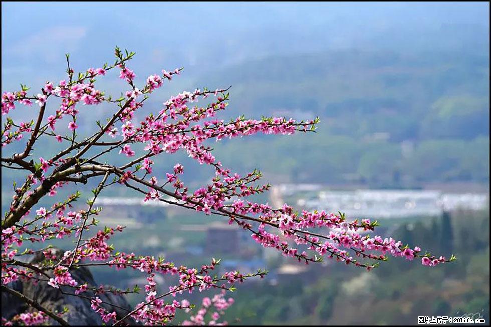 【春天,广西桂林灌阳县向您发出邀请!】望月岭上桃花开 - 游山玩水 - 大庆生活社区 - 大庆28生活网 dq.28life.com