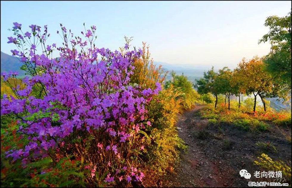 【春天，广西桂林灌阳县向您发出邀请！】登麒麟山，相约映山红 - 游山玩水 - 大庆生活社区 - 大庆28生活网 dq.28life.com