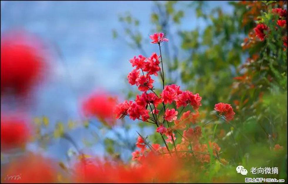 【春天，广西桂林灌阳县向您发出邀请！】登麒麟山，相约映山红 - 游山玩水 - 大庆生活社区 - 大庆28生活网 dq.28life.com