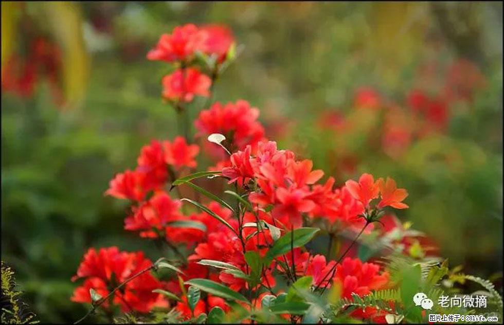 【春天，广西桂林灌阳县向您发出邀请！】登麒麟山，相约映山红 - 游山玩水 - 大庆生活社区 - 大庆28生活网 dq.28life.com