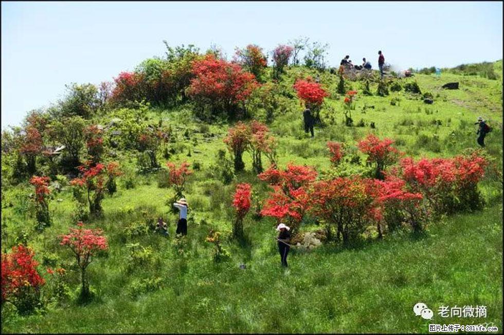【春天,广西桂林灌阳县向您发出邀请!】宝盖山上映山红 - 游山玩水 - 大庆生活社区 - 大庆28生活网 dq.28life.com