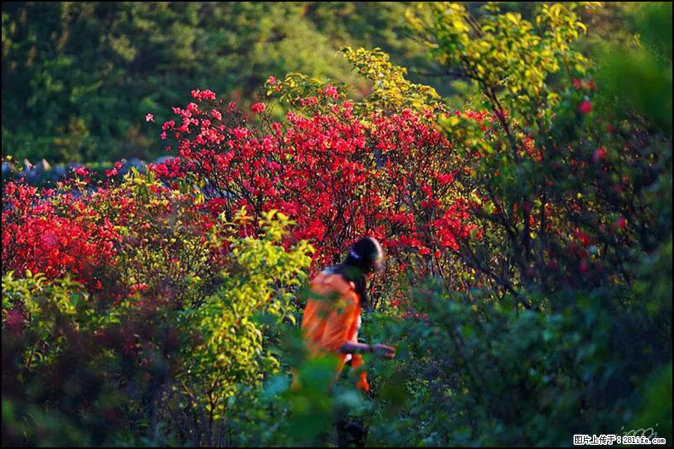 【春天，广西桂林灌阳县向您发出邀请！】春木界上映山红 - 游山玩水 - 大庆生活社区 - 大庆28生活网 dq.28life.com