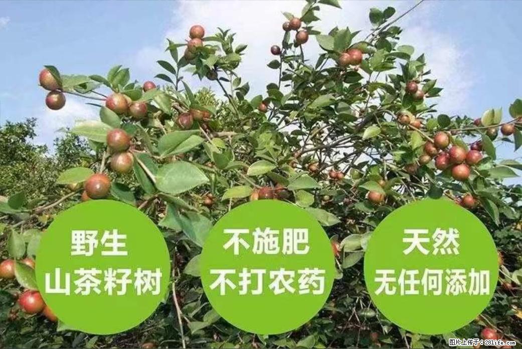 【灌阳县油茶产业示范区】一个有着充实的精神生活的人,对待身外之物自会有一种淡泊的态度 - 土特产 - 饮食特产 - 大庆分类信息 - 大庆28生活网 dq.28life.com