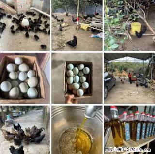 油茶园从小鸡仔开始养起的纯土鸡、土鸡蛋可以预定啦!还有前几天刚榨的纯山茶油哦 - 大庆28生活网 dq.28life.com