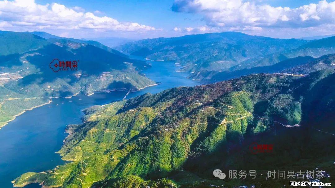 时间果百年古树龙珠普洱生茶 - 购物交流 - 大庆生活社区 - 大庆28生活网 dq.28life.com