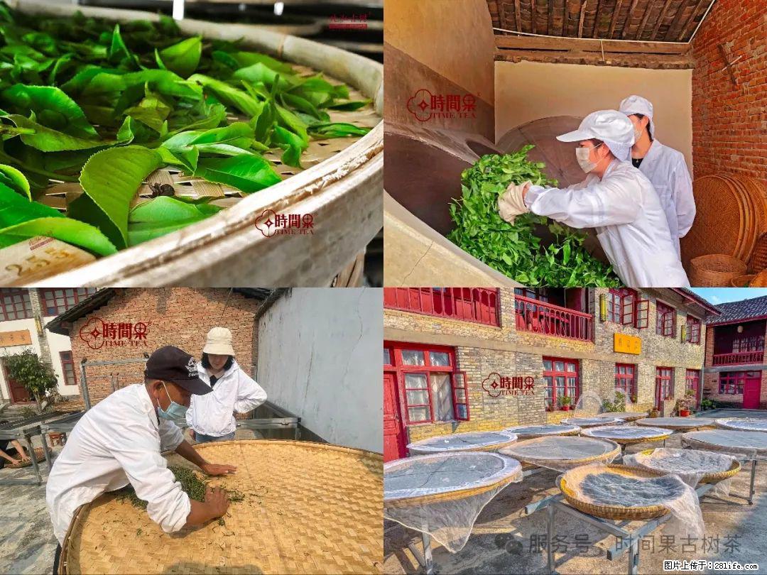 时间果百年古树龙珠普洱生茶 - 购物交流 - 大庆生活社区 - 大庆28生活网 dq.28life.com