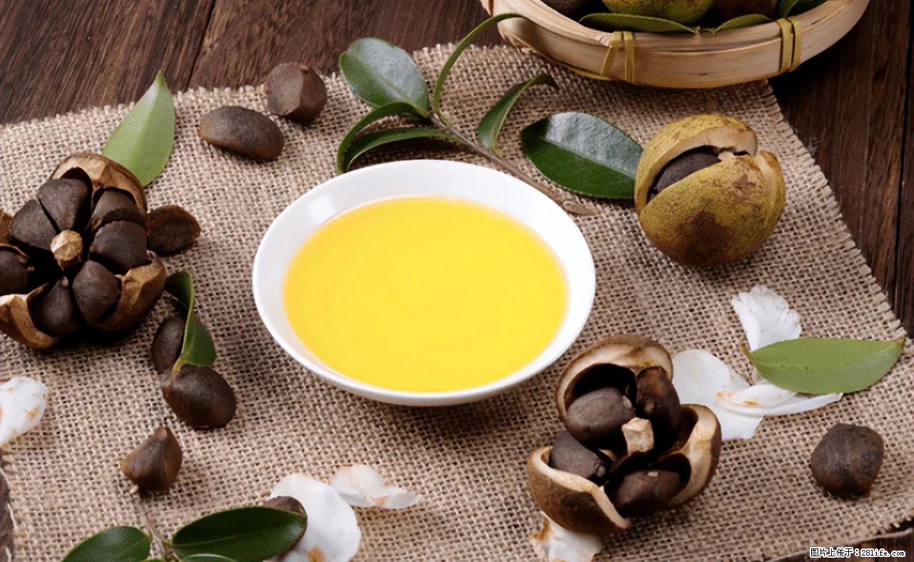 揭秘茶油的5大核心营养成分!被称为人体健康的“守护盾”! - 大庆生活资讯 - 大庆28生活网 dq.28life.com