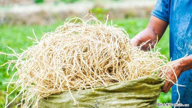 堪称“最难吃”的蔬菜，却是 “抗辐射神器”，还能护肺、清热、止咳化痰！ - 大庆生活资讯 - 大庆28生活网 dq.28life.com