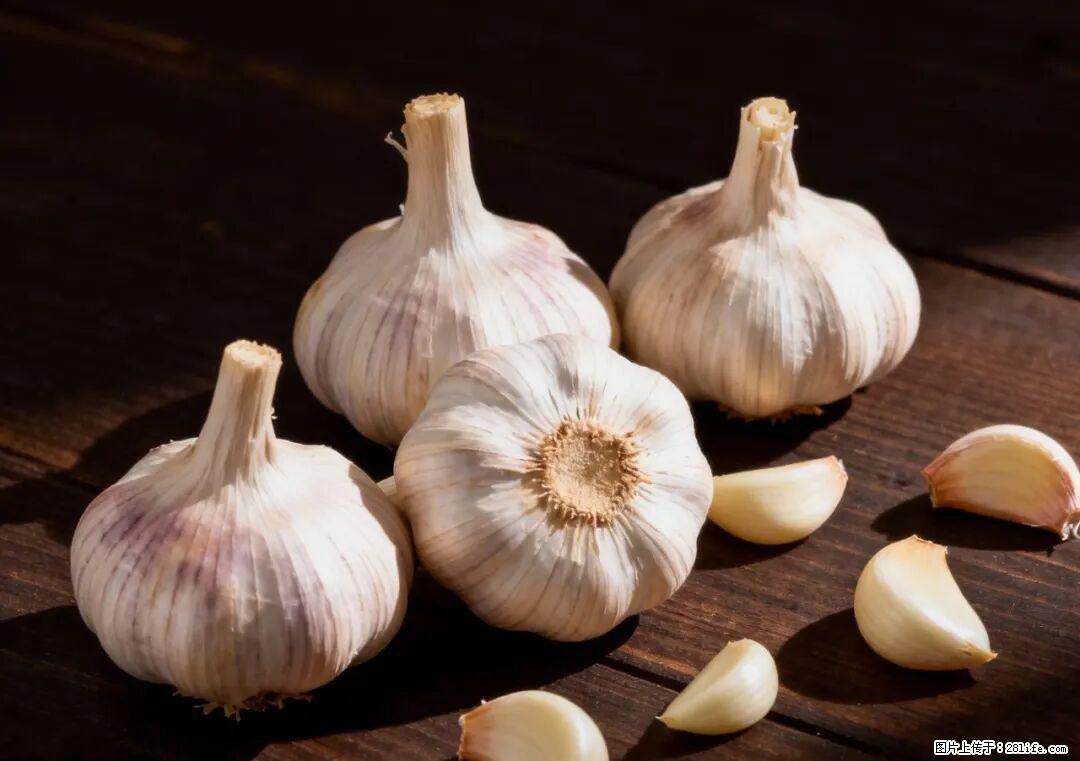 关于大蒜，除了“天然抗生素”，这4个谣言更该警惕! - 大庆生活资讯 - 大庆28生活网 dq.28life.com