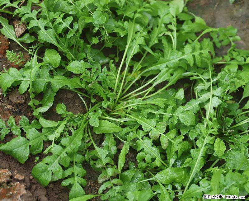 这些蔬菜是“天然钙片”，这6种被医生重点推荐 - 大庆生活资讯 - 大庆28生活网 dq.28life.com