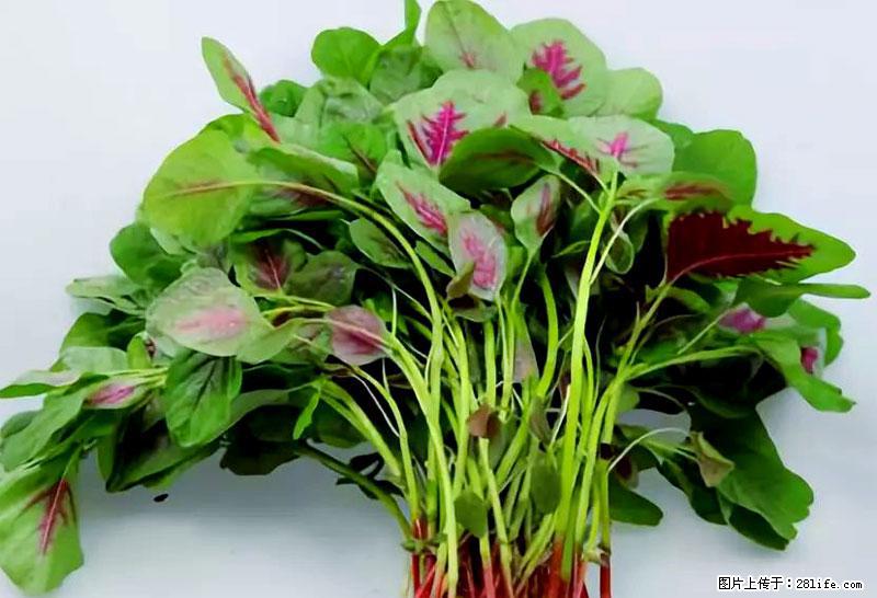 这些蔬菜是“天然钙片”，这6种被医生重点推荐 - 大庆生活资讯 - 大庆28生活网 dq.28life.com