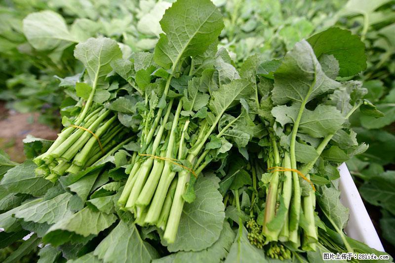 这些蔬菜是“天然钙片”，这6种被医生重点推荐 - 大庆生活资讯 - 大庆28生活网 dq.28life.com